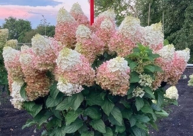 Indian Summer (Индиан Саммер)