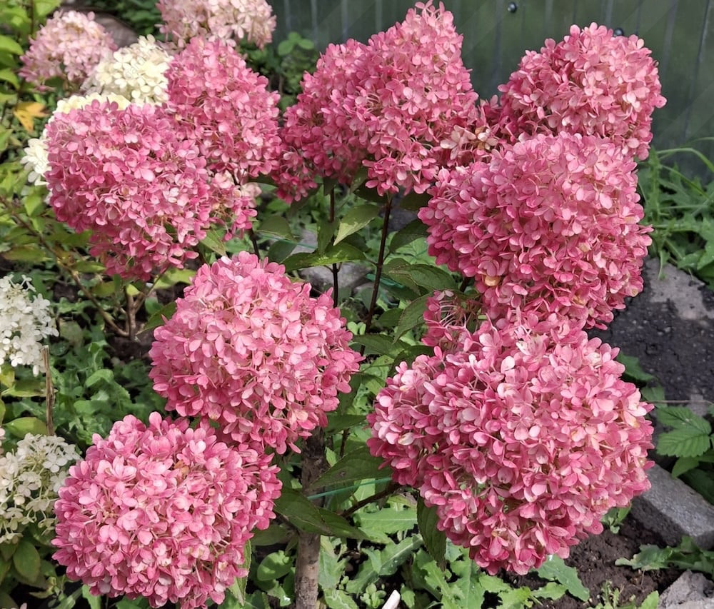 Petit Flori (Петит Флори)