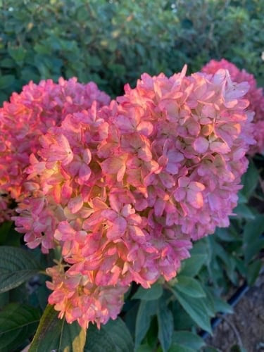 Petit Flori (Петит Флори)