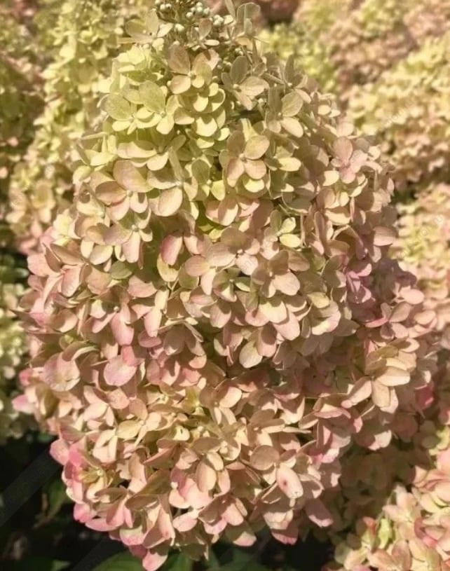 Petit Flori (Петит Флори)